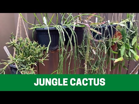 , title : 'Koleksi Jungle Cactus (Rhipsalis, Lepismium dan Epiphyllum)'