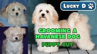 Grooming a Havanese Dog - Puppy Cut