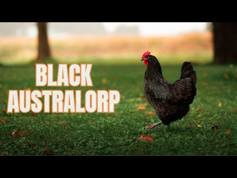 , title : 'The Black Australorp Chicken - Everything You Need To Know'