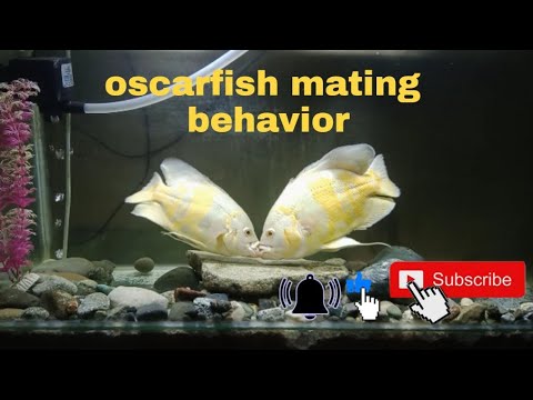 oscarfish mating behavior