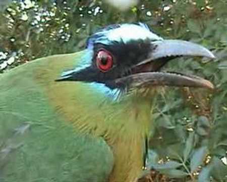 download lagu mp3 mp4 Udu De Coroa Azul, download lagu Udu De Coroa Azul gratis, unduh video klip Udu De Coroa Azul