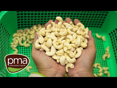 PMA The Best Raw & Organic Cashew Nuts