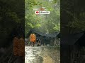️barsaat Ke Din Aaye Shorts Status Hindi Song Wathspp Status Viralshorts Naturebeauty Barish