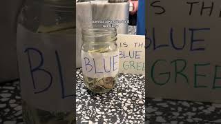 What Color is Power Grip Primer?