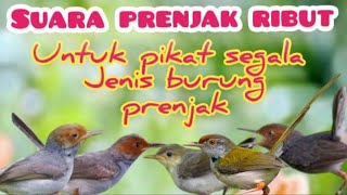 Download lagu Mp3  Prenjak Ribut Ampuh untuk Memanggil Semua Jenis Prenjak mp3
