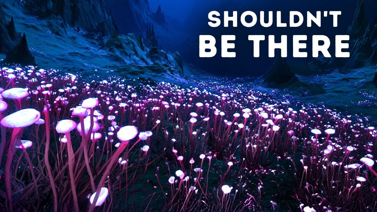 Scientists Found New Species Deep in the Mariana Trench