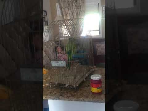 Cocota veio a minha casa cantando atirei o pau no gato😼🐦
