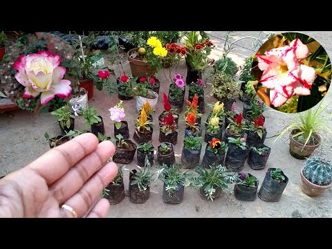 download lagu mp3 mp4 Nursery Plants Names, download lagu Nursery Plants Names gratis, unduh video klip Nursery Plants Names