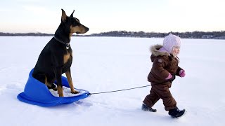 Funny DOGS having fun on snow and sleds