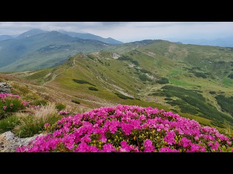 Bujori de munte ( Rododendron) - Varful Gargalau 2159 m din muntii Rodnei.