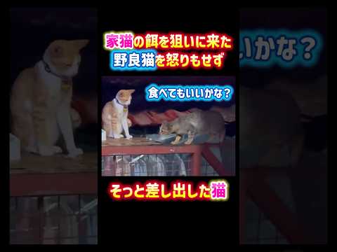 家猫の餌を狙いに来た野良猫を怒りもせずそっと差し出した猫😭✨ #感動 #癒し #すごい #cat #猫 #泣ける #野良猫 #shorts