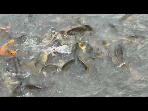 NGA FISH IN THE KANGLAPAT