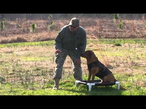 Gundog Training - Water Retrieving Drill using Steadiness on a Place Board