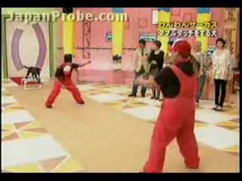 了不起的狗!!(原發表者:iouniky6888)(影片)