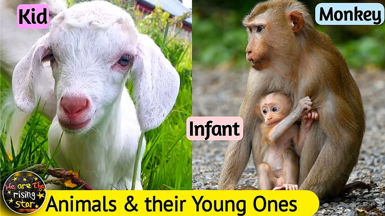 Animals and their Young ones | Animals Name | WATRstar