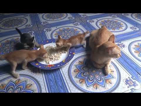 Although the mother cat is starving, she let her hungry kittens eat first n wait for them to finish