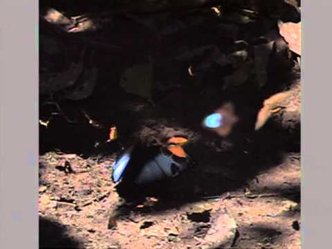 パトロクルス　モルフォ（Morpho　patoroclus）