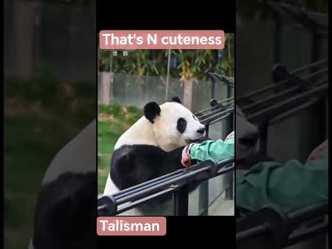 A very sensitive atmosphere 🥹 . #panda