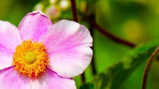 Morning Relaxing Music - Study Music, Positive Music, Piano Music (Victoria)