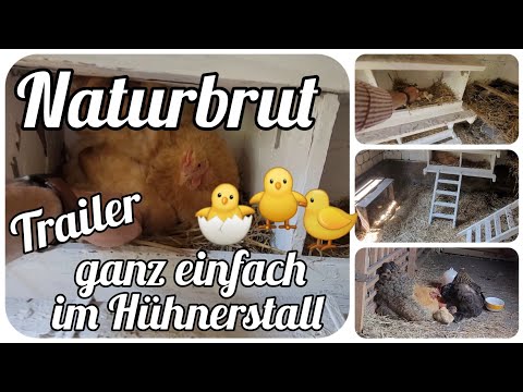 Naturbrut 🐣 Küken ganz einfach im Hühnerstall ausbrüten lassen 🐥