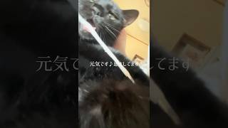 【猫動画】保護した仔猫と先住猫日常🐈‍⬛かわいいし癒し #保護猫 #子猫 #ねこのいる生活