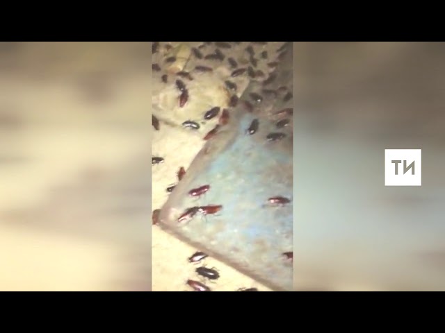 Тараканы атаковали Приволжский район Казани