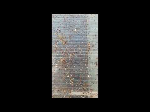 Rezultat posle tretiranja krpelja varoa uljem jele (Iskustvo ruskog čuvenog pčelara Jurija Žmajlova)