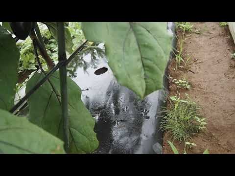 夏に家庭菜園にマルチングをするのが良いのはなぜですか?わらの選び方は？  庭園