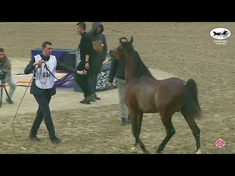 N 236 SULTAN BARADA   KPAHS Purebred Show 2023   Colts 3 Years Old Class 8