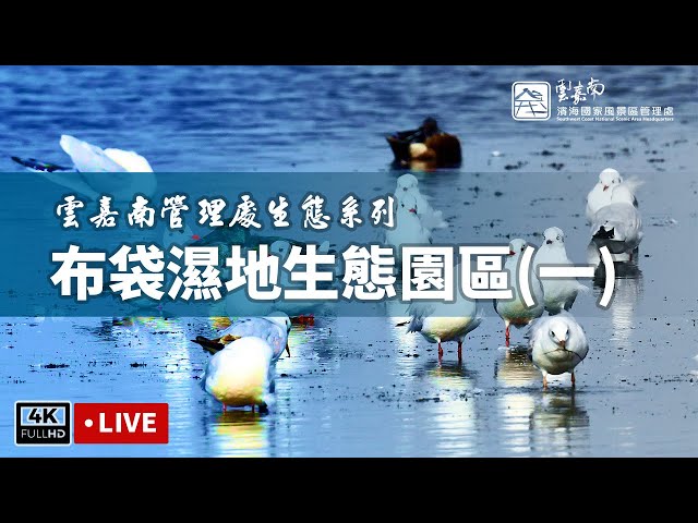 布袋濕地生態園區(原南布袋濕地)即時影像