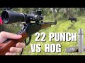 Jagd Auf Invasive Wildschweine Mit 22 LR Federal Punch