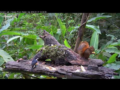 Spot-crowned Barbet on the Panama Fruit Feeder Cam – Jan. 17, 2018