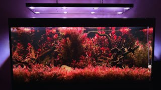 259 Days of Red Aquascaping in a FLUVAL SIENA 332L