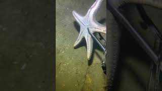 I catching seafood on the seafloor-P1027.#fishing #ocean #deepsea #nature #beach