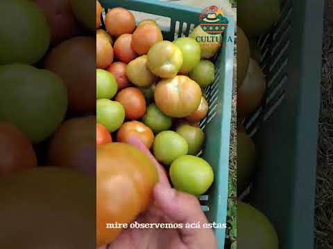 Tomates de Socotá boyacá #boyacacolombia #paisajesextremos #turismo