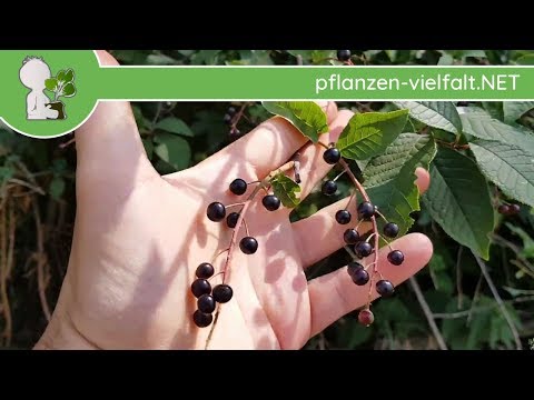 Gew. Traubenkirsche - Reife Früchte - 05.06.18 (Prunus padus) - Bäume (Früchte) bestimmen