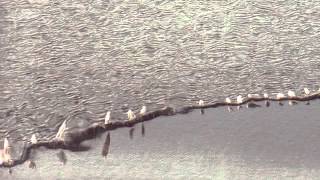 24 Biosphere - Spring Fever [Touch]