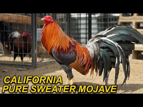 Pure Sweater Kelso 20k Leiper Yellow Leg Spangled Hatch Muletrain Grey MOJAVE FARM Beautiful Birds