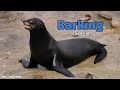 Barking Sea Lion 2