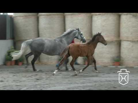 A154 Hengstfohlen von Diamant de Semilly - Casall - Carinjo