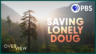 fight to save one of the last old growth forests in the world Video