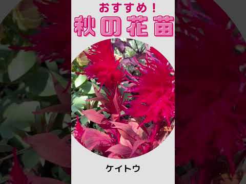 耐寒性の芳香植物：秋に植えたい代表的な植物  庭園