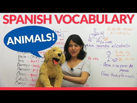 Learn Animal Vocabulary in Spanish! Video