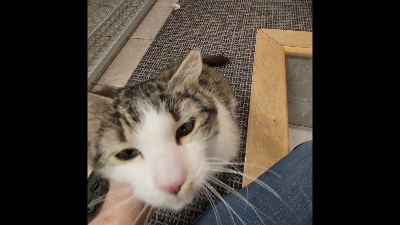 Rabbit, a ADOPTABLE Domestic Medium Hair in Stamford, CT video 4/5