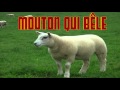 MOUTON qui bêle CRI du MOUTON  Sheep SOUND - Verso della pecora