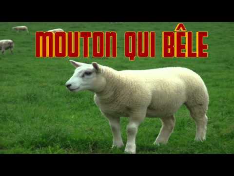 MOUTON qui bêle CRI du MOUTON Sheep SOUND - Verso della pecora