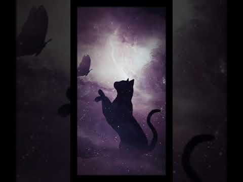 🐈🐈 gatti & gufi 🦉🦉💕💕💕💕💕💕