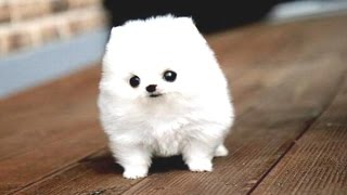 Funny Puppies And Cute Puppy Videos Compilation 2016 [BEST OF]