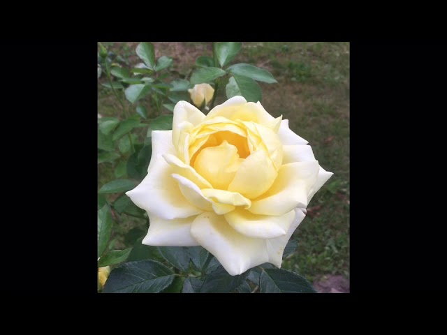 Роза Беролина.