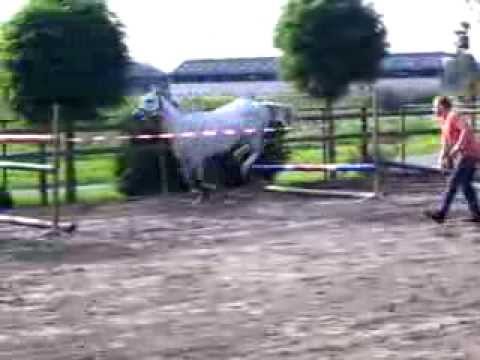 Cititia  Sporthorse Bart Gommeren (v: Dynamite)